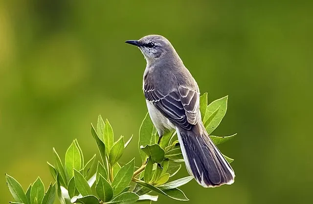 A mocking bird